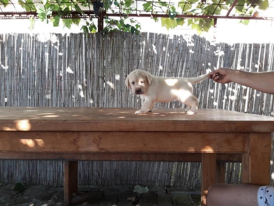 Labrador-retriver--štenci