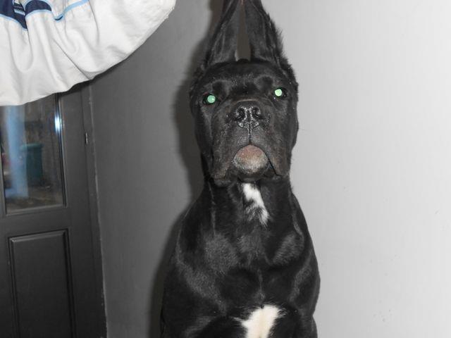 Cane Corso stenad 