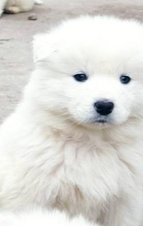Samojed-štenci-