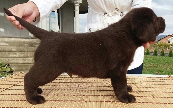 Labrador-Retriver