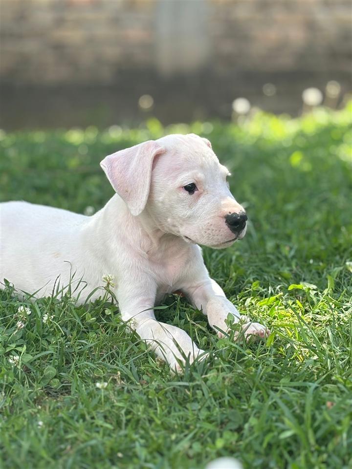 Dogo-Argentino-štenci