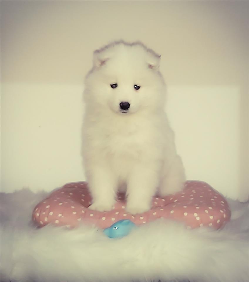 Samojed