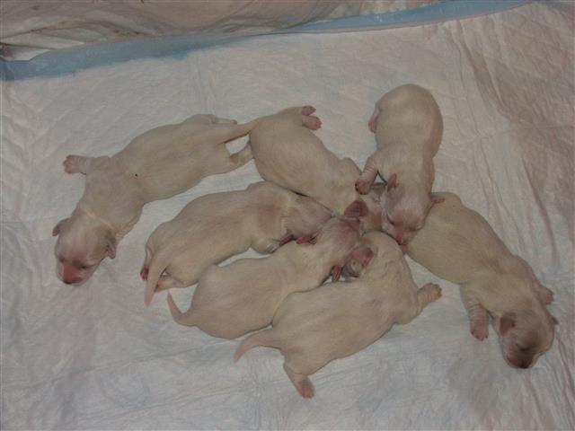 Coton de tulear -štenci