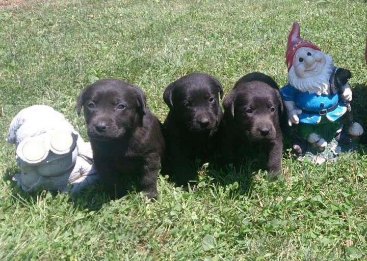 Stenci-Labrador-retrivera-
