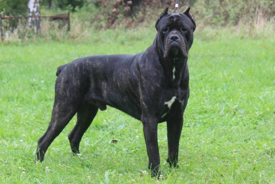 Cane-corso-stenci