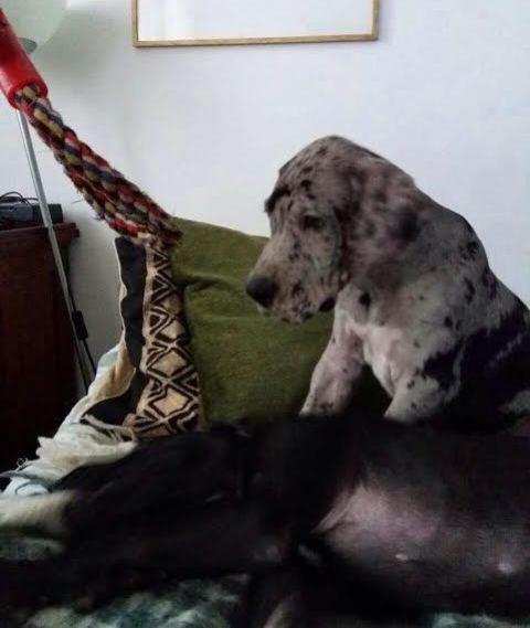 Nemačka-doga