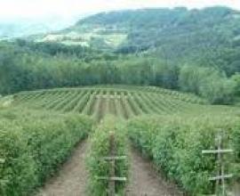 Sadnice-maline-VILAMET-I-MIKEL