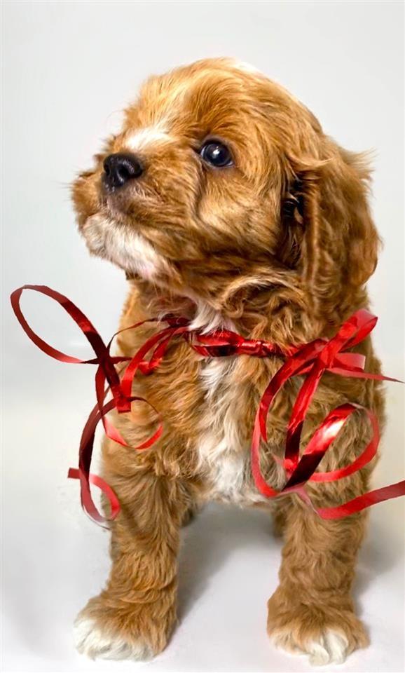 Cavapoo--kavapoo--cavalier+pudla--muzjak