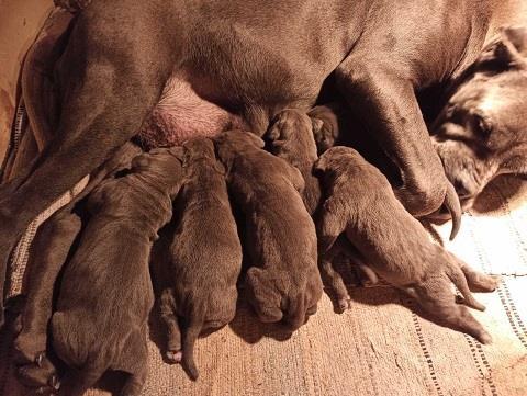 Cane-corso-stenci-sive-boje