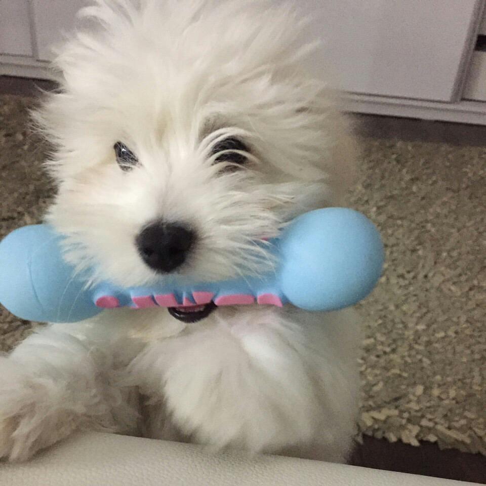 Coton-de-Tulear