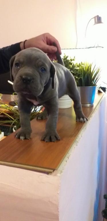 Cane-corso-štenci