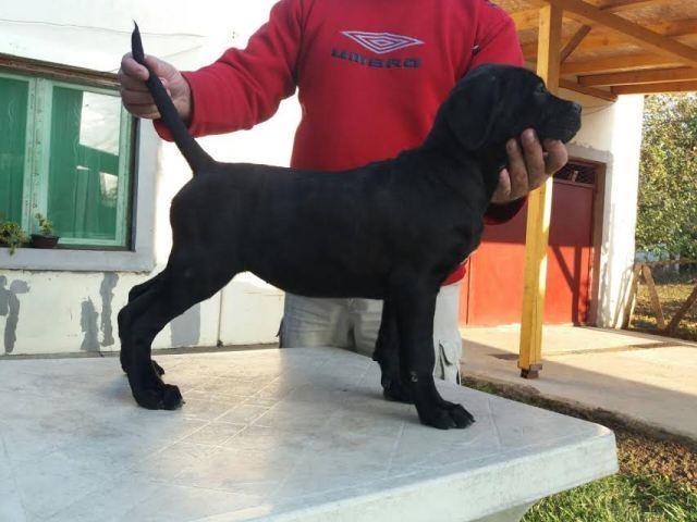 Cane-corso-