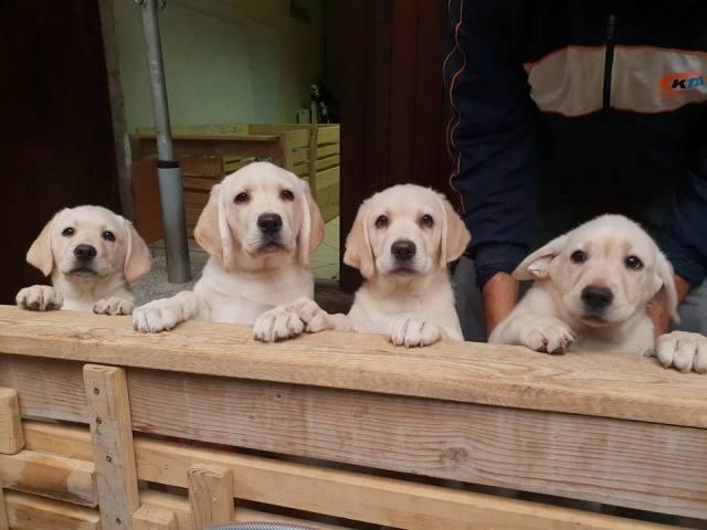 Labrador-retriver--stenci