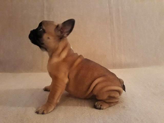 Francuski-buldog--stenad
