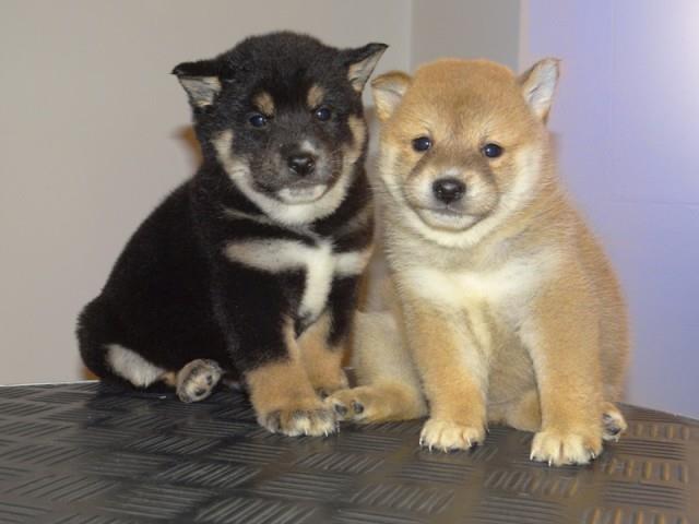 Shiba-Inu-stenci