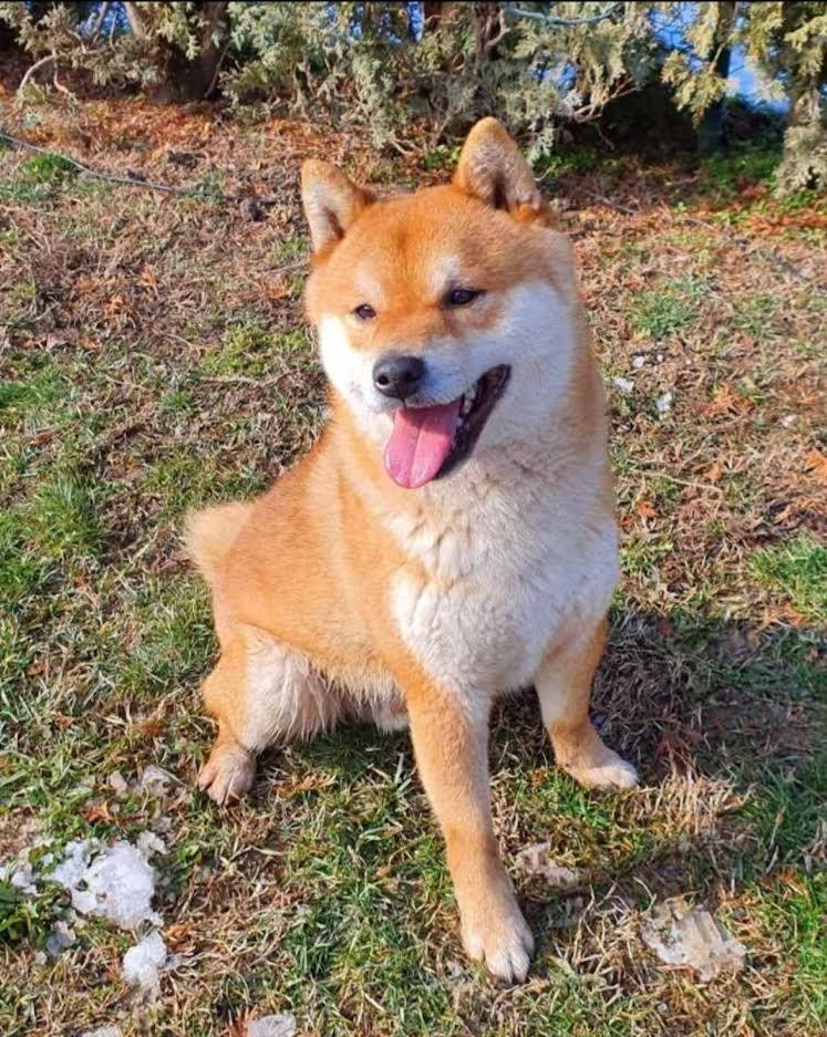Shiba-Inu-štenci
