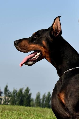 Doberman