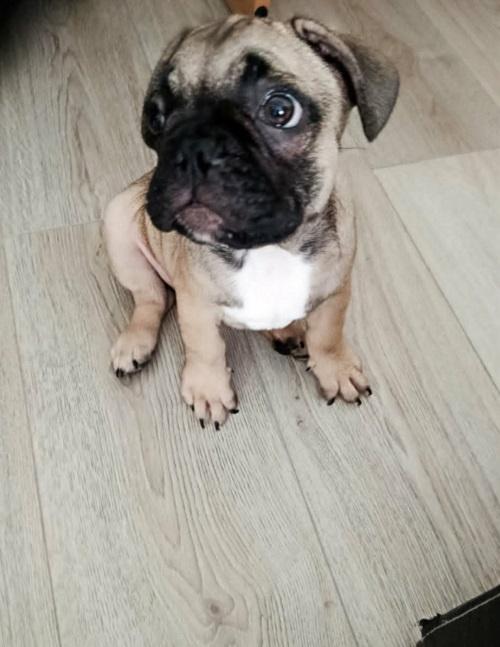 Francuski-buldog