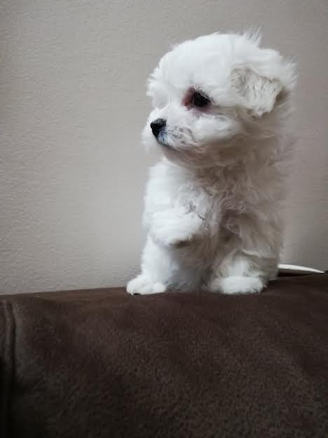 Maltezer