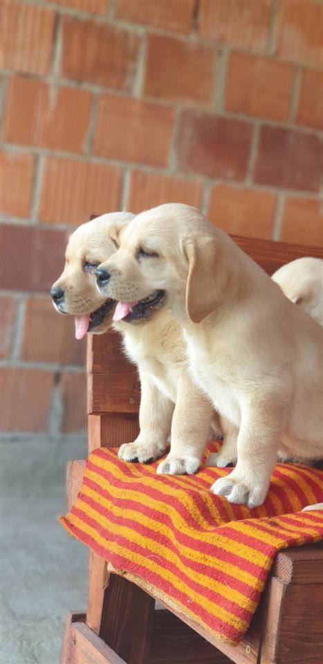 Labrador-retriver-stenci-