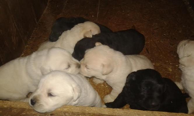 Labrador štenci 