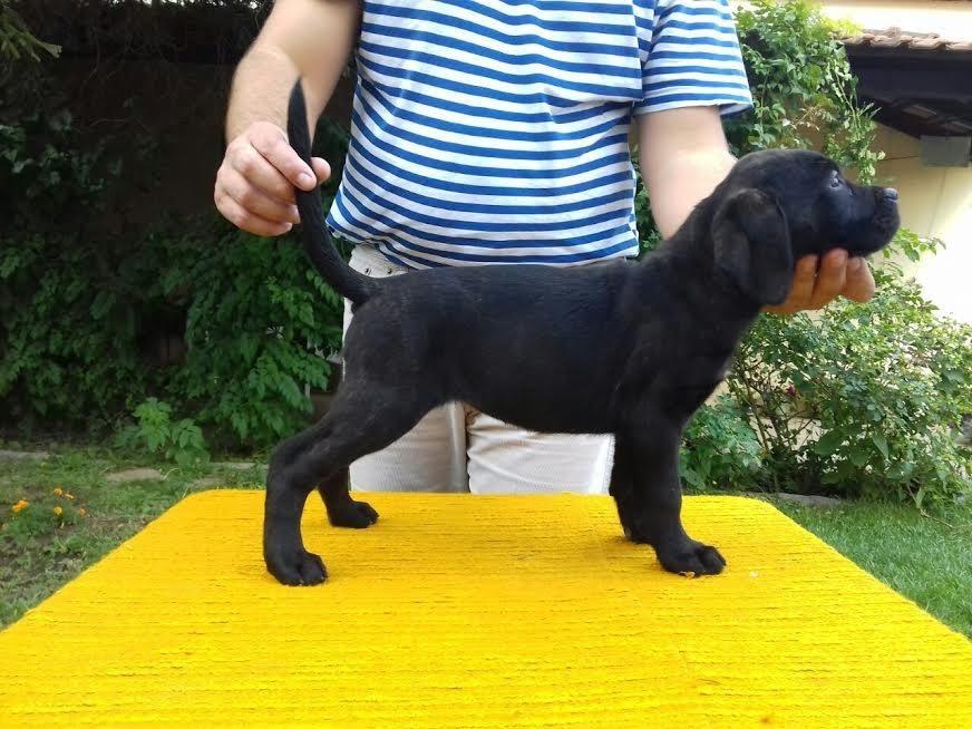 Cane-Corso-