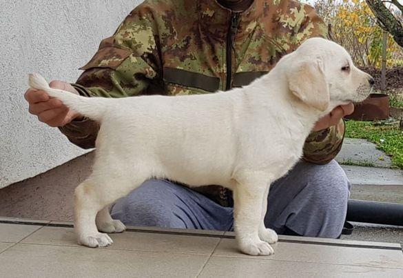 Labrador-retriver--stenci-