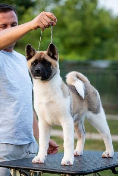 Americka-akita