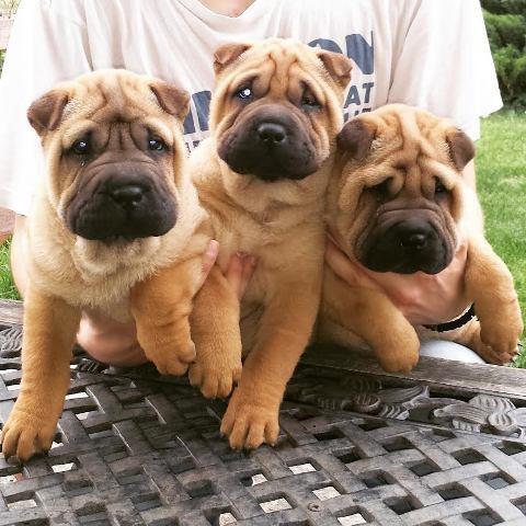 Shar-Pei-zenke