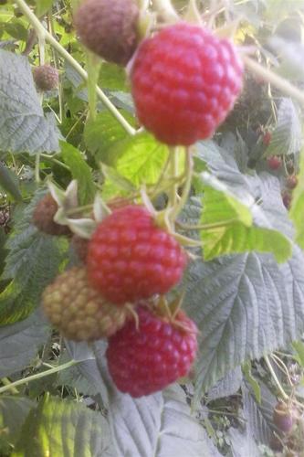 Sadnice maline