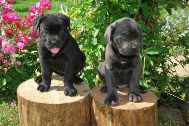 Cane-corso-stenci-