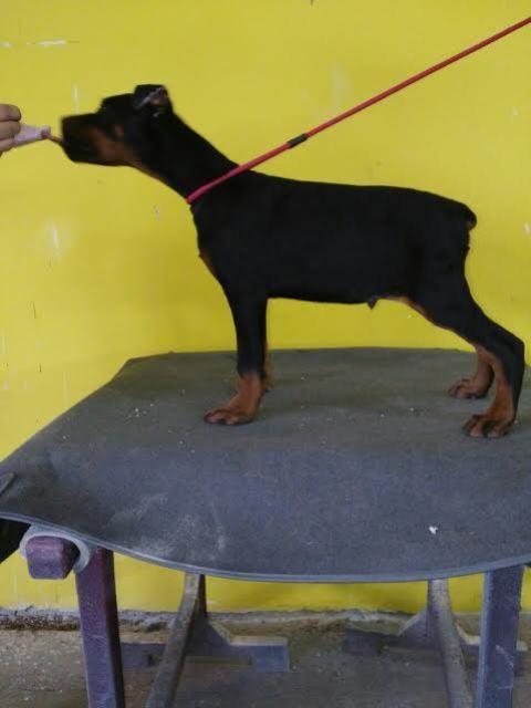 Doberman-ženka-