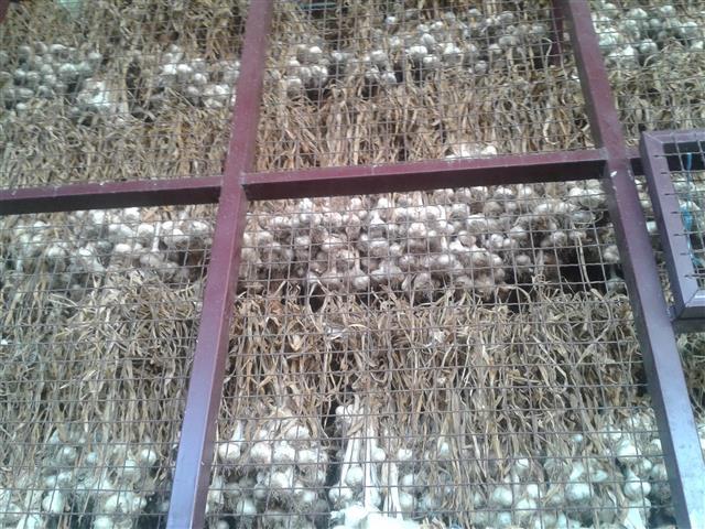 Beli luk domaci