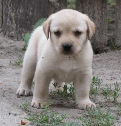 Labrador Retriver stenad