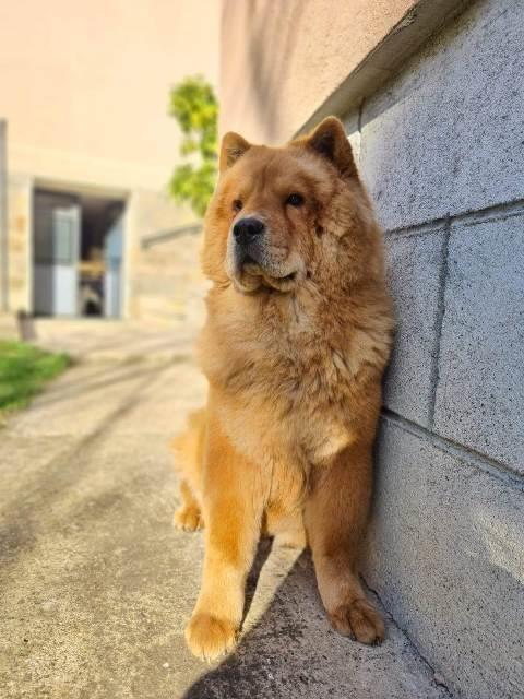 Cau-Cau--Chow-Chow--stenci