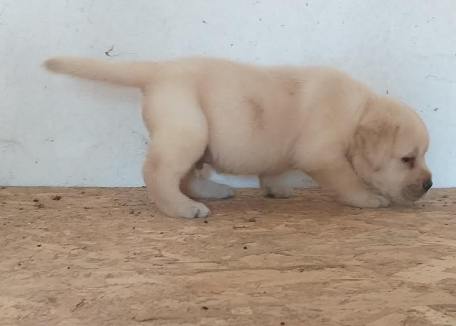 LABRADOR-stenci