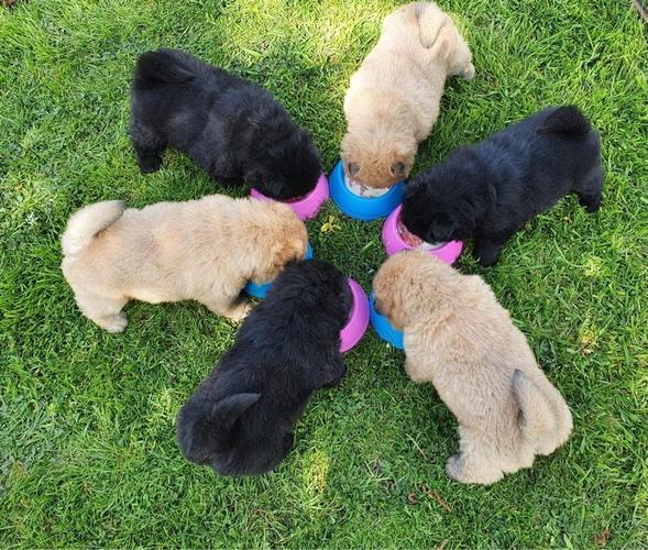 Štenci Chow Chow