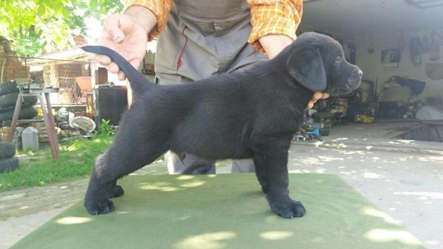 Labrador-retriver--stenci