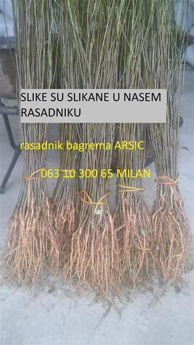 sadnice bagrema