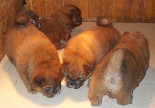 Chow Chow