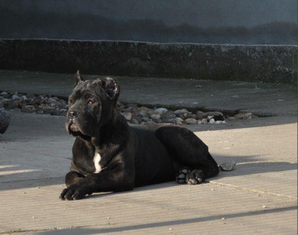 CANE-CORSO