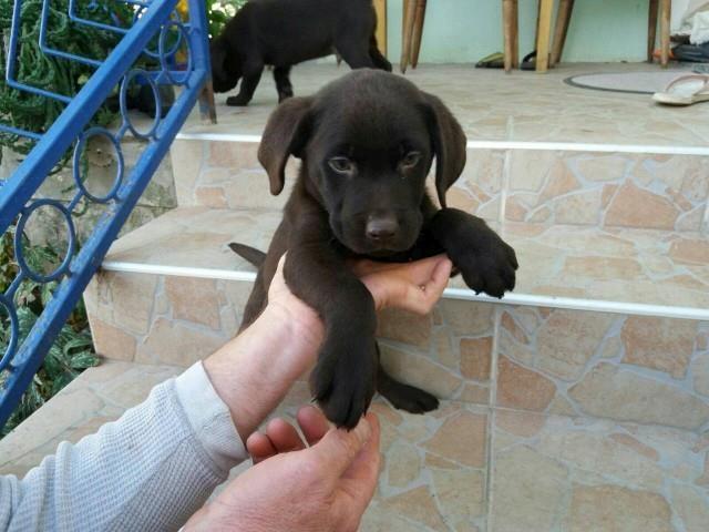 Labrador-stenci