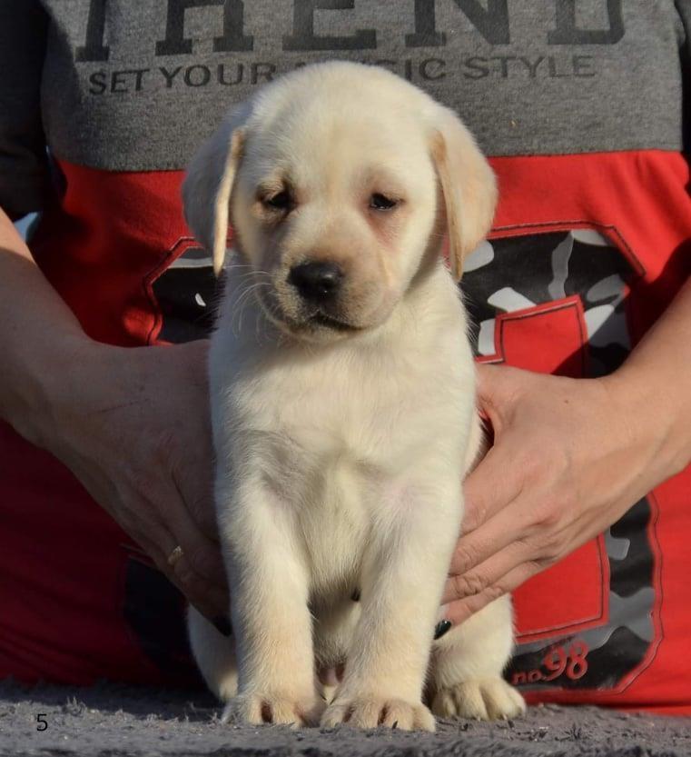LABRADOR-retriver--prelepi-stenci--