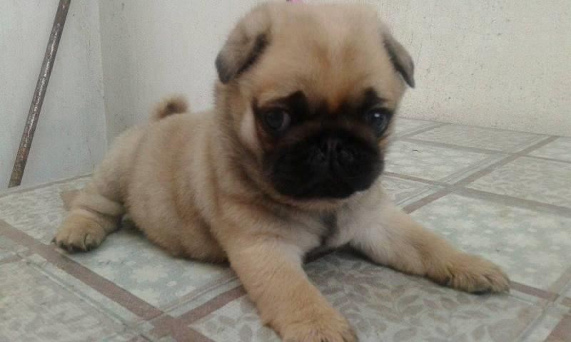 Mops-stenad