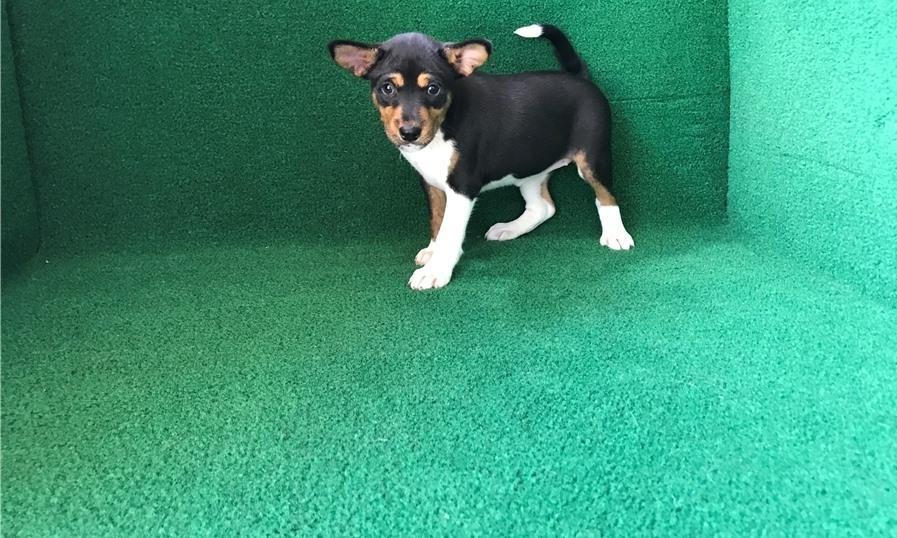 Štenad-Basenji
