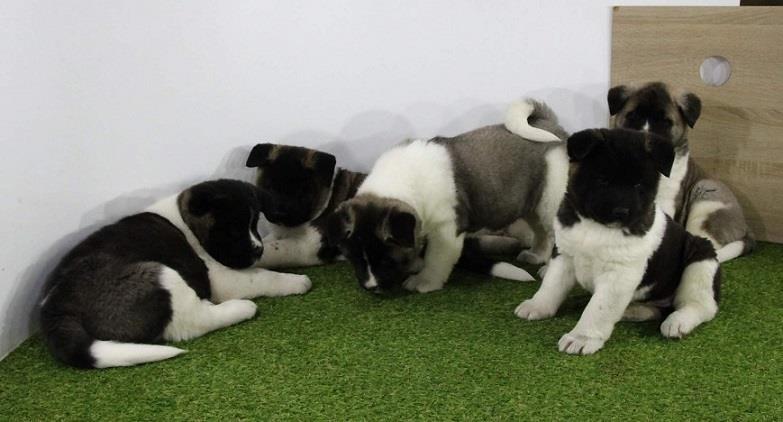 Americka-akita-stene-
