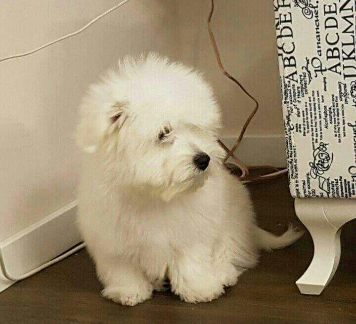 Cotton-de-Tulear