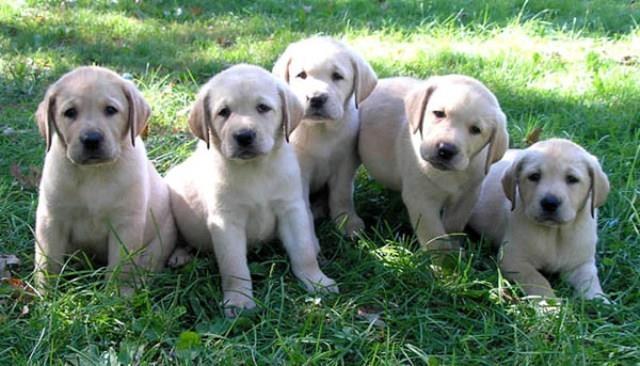 Labrador-retriver-stenci