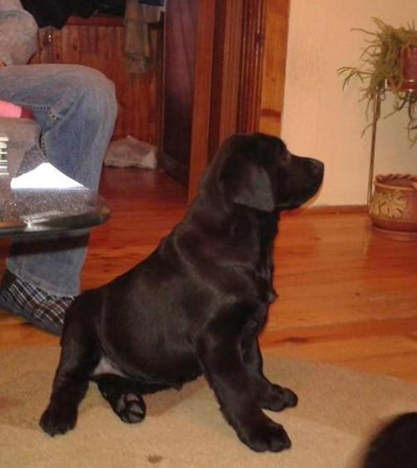 Labrador-štenci-