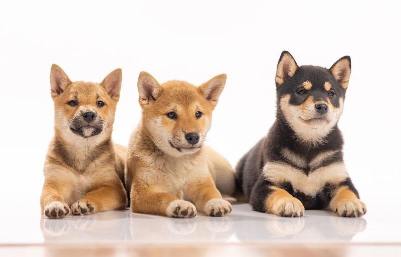 Shiba-Inu-stenci